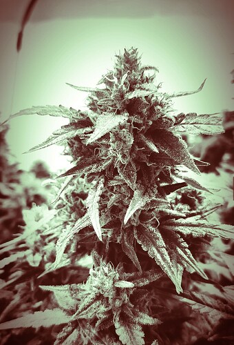 Growreport Bild 1