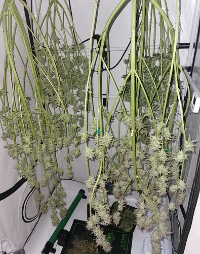Growreport Bild 1