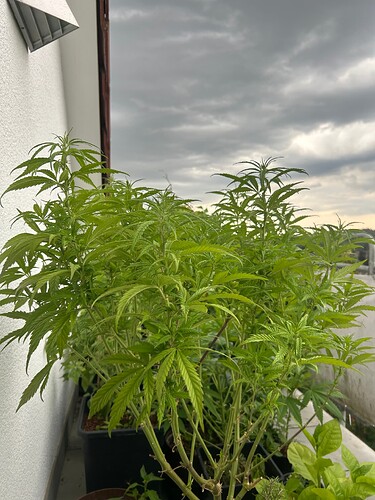 Growreport Bild 58