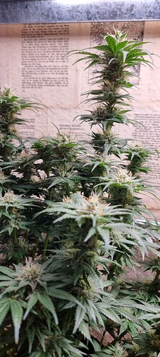 Growreport Bild 3