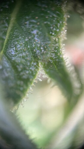 IMG_2865