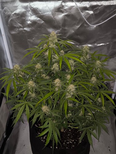 Growreport Bild 1
