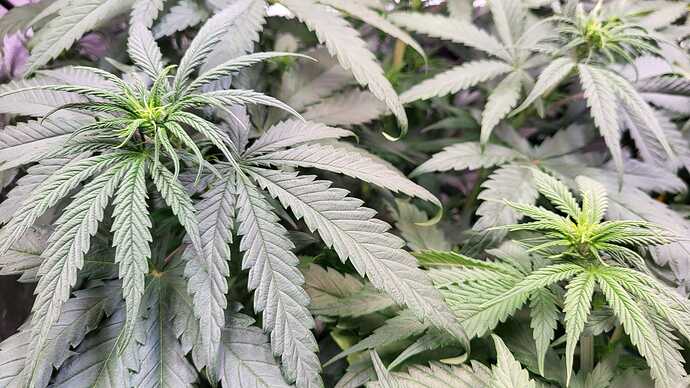 Growreport Bild 7