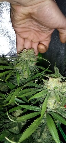 Growreport Bild 1