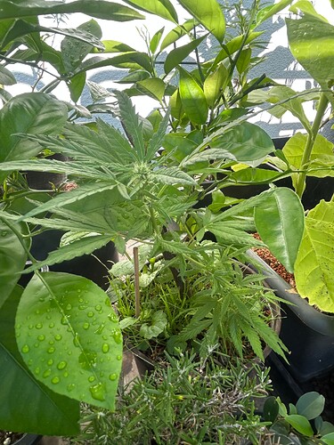 Growreport Bild 34