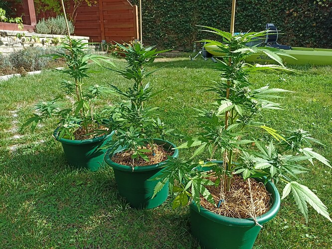 Growreport Bild 2