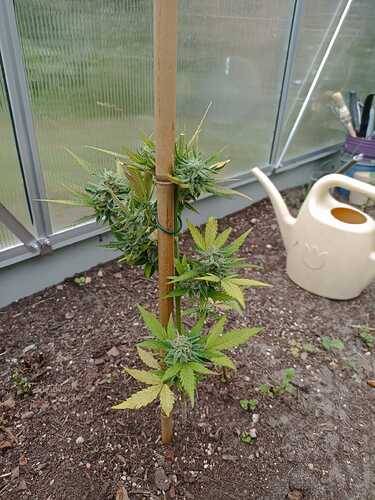 Growreport Bild 2