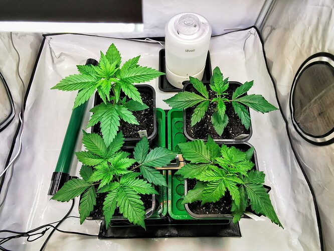 Growreport Bild 1