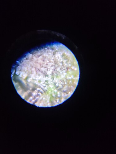 Growreport Bild 40