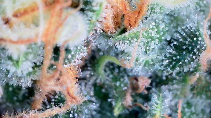 Growreport Bild 7