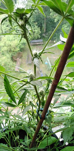 Growreport Bild 4