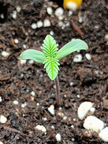 Growreport Bild 12