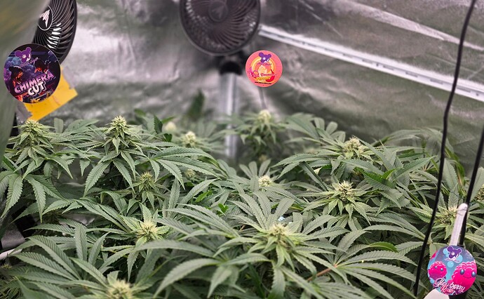 Growreport Bild 41