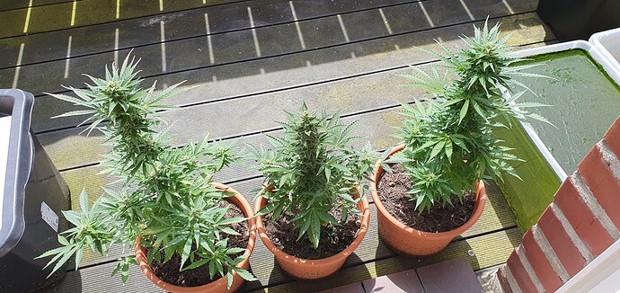 Growreport Bild 2