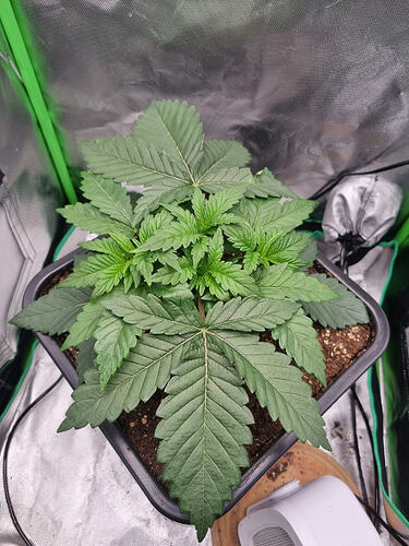 Growreport Bild 11