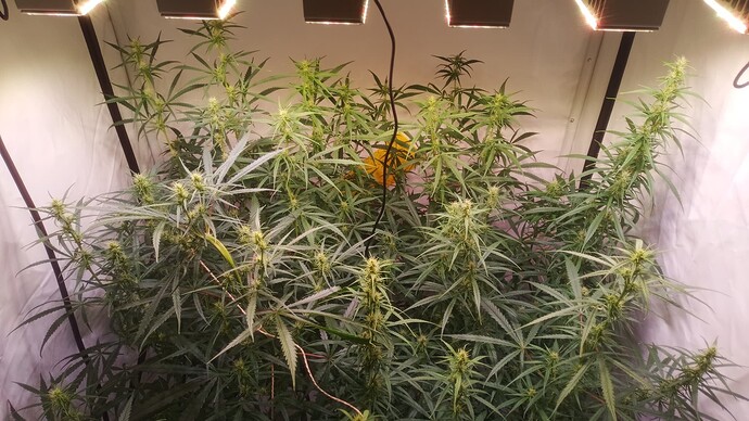 Growreport Bild 7