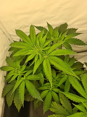 Growreport Bild 3