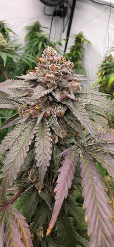 Growreport Bild 11