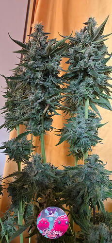 Growreport Bild 24