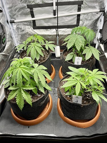Growreport Bild 8