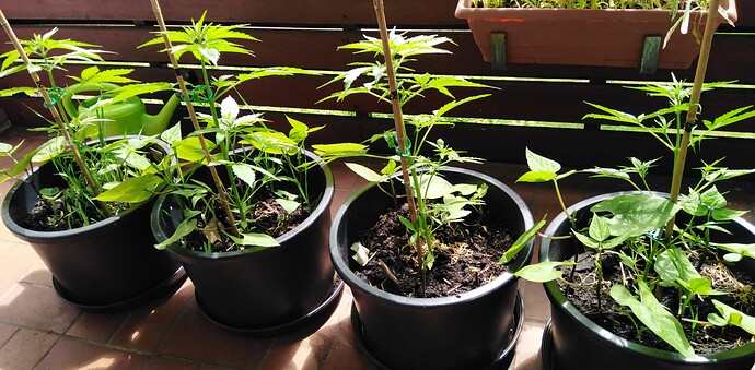 Growreport Bild 18