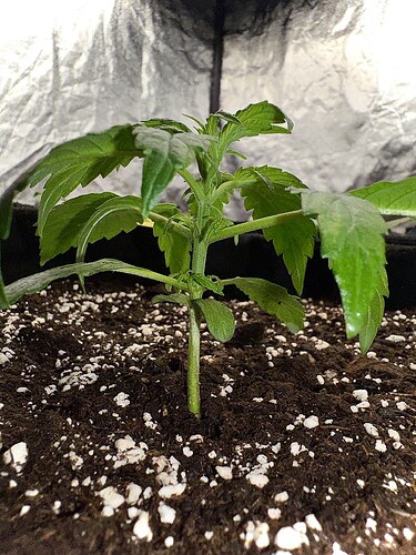 Growreport Bild 2