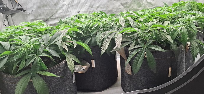 Growreport Bild 3