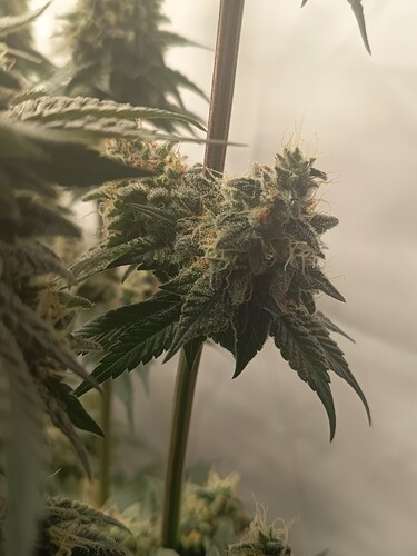 Growreport Bild 49