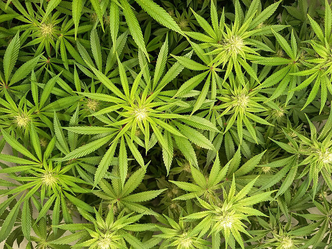 Growreport Bild 12