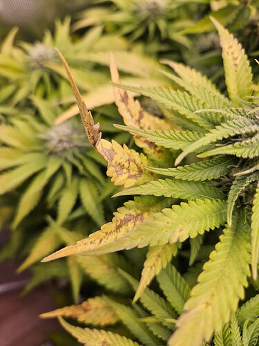 20250102_180442 - Kopie