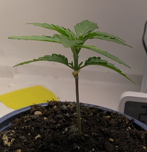 Growreport Bild 27