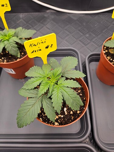 Growreport Bild 34