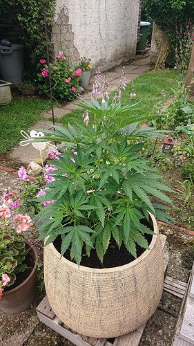 Growreport Bild 5
