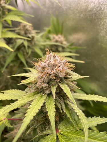 Growreport Bild 2