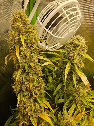 Growreport Bild 6