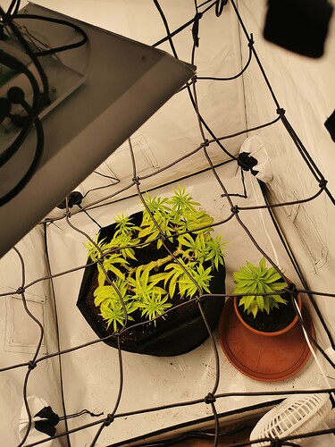 Growreport Bild 6