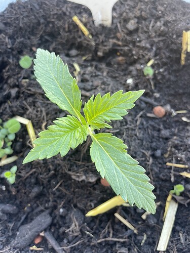 Growreport Bild 19