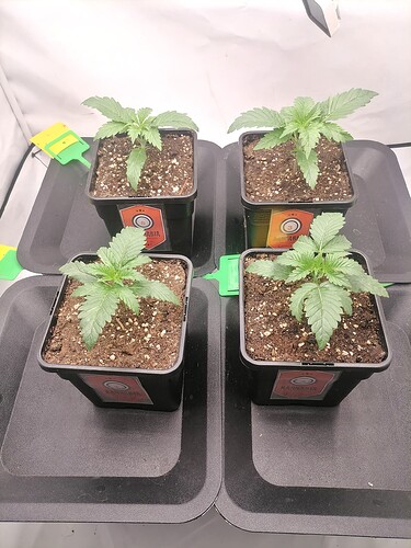 Growreport Bild 43