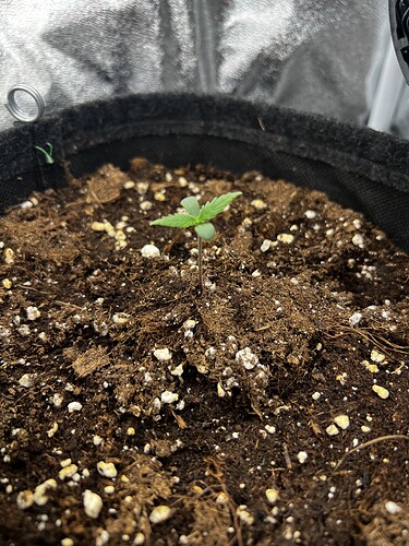 Growreport Bild 1