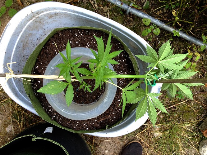Growreport Bild 3