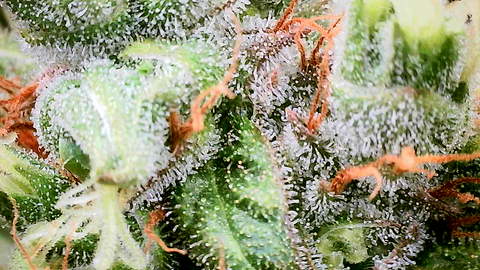 Nahaufnahme eines Cannabis-Buds mit deutlich sichtbaren Trichomen und orangefarbenen Stigmen.