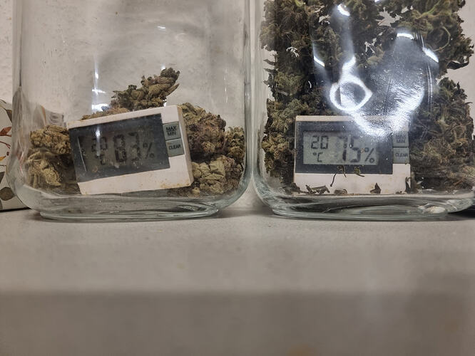 Zwei Gläser mit Cannabis-Buds und jeweils einem Hygrometer. Das linke Glas zeigt 83% Luftfeuchtigkeit an, das rechte 75%.