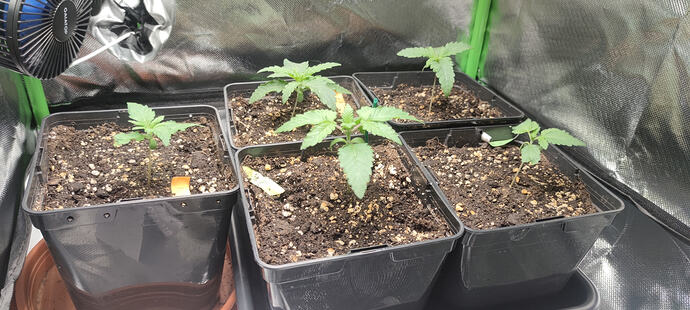 17744631316391034521499230839008