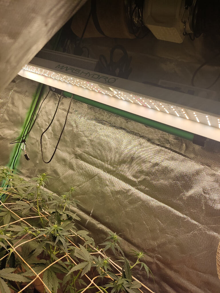Mein KI Grow mit RQS Critical