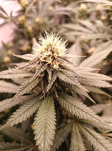 Growreport Bild 58