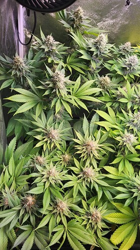 Eine blühende Cannabispflanze in einem Growzelt mit gut entwickelten Buds.