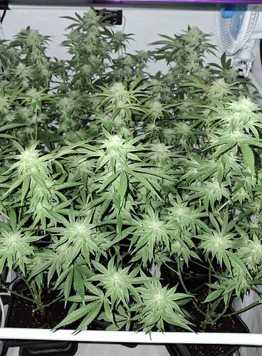 Growreport Bild 2