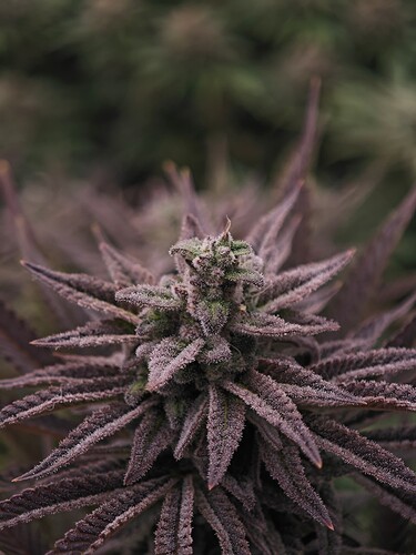 Growreport Bild 7