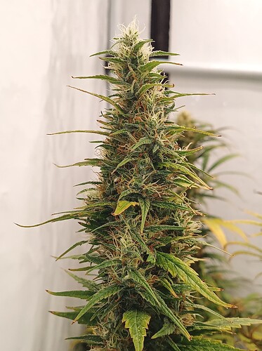 Growreport Bild 10