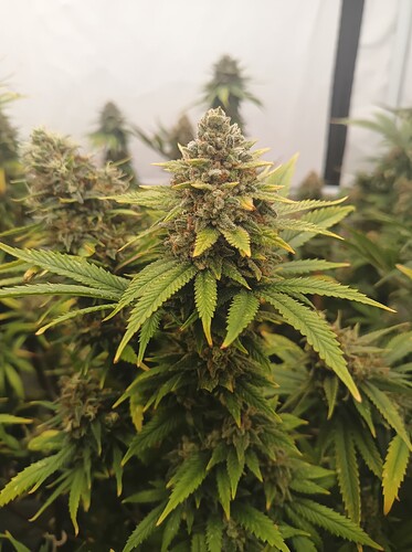 Growreport Bild 43